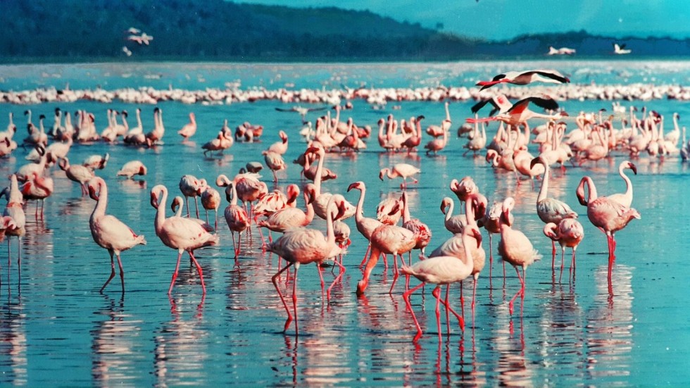 Lake-Naivasha-National-Park-1536x864