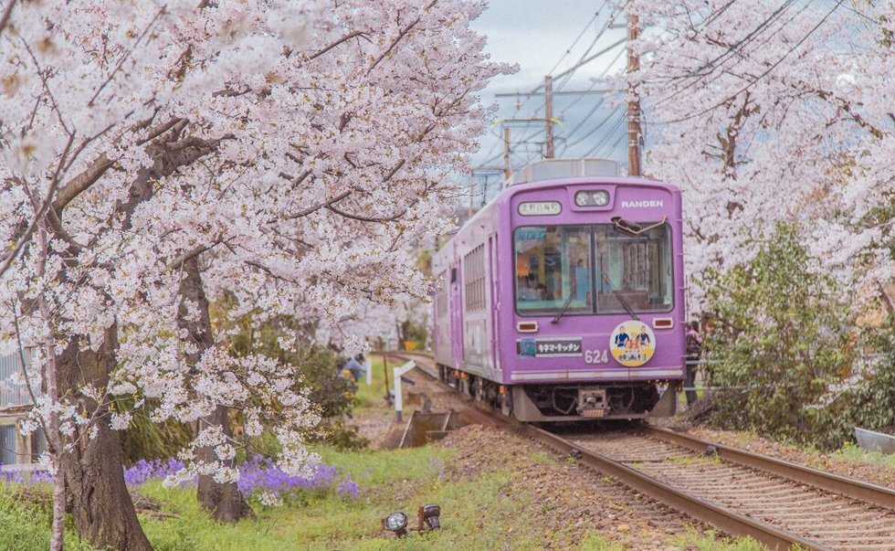 岚电樱花隧道