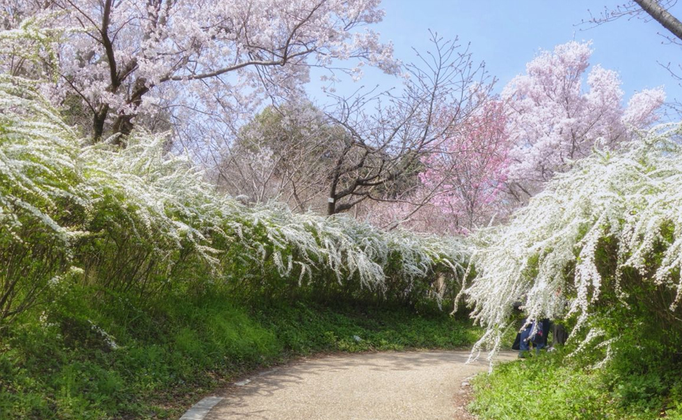 京都府立植物园和半木之道