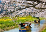 樱花季限定-八幡堀赏樱游船之旅一日游