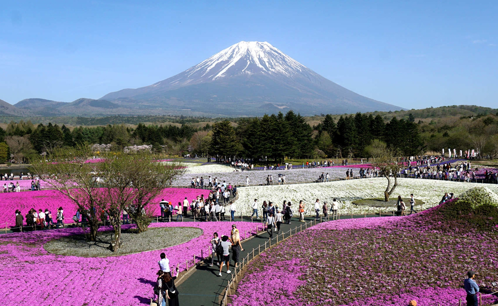 本栖湖富士芝樱祭