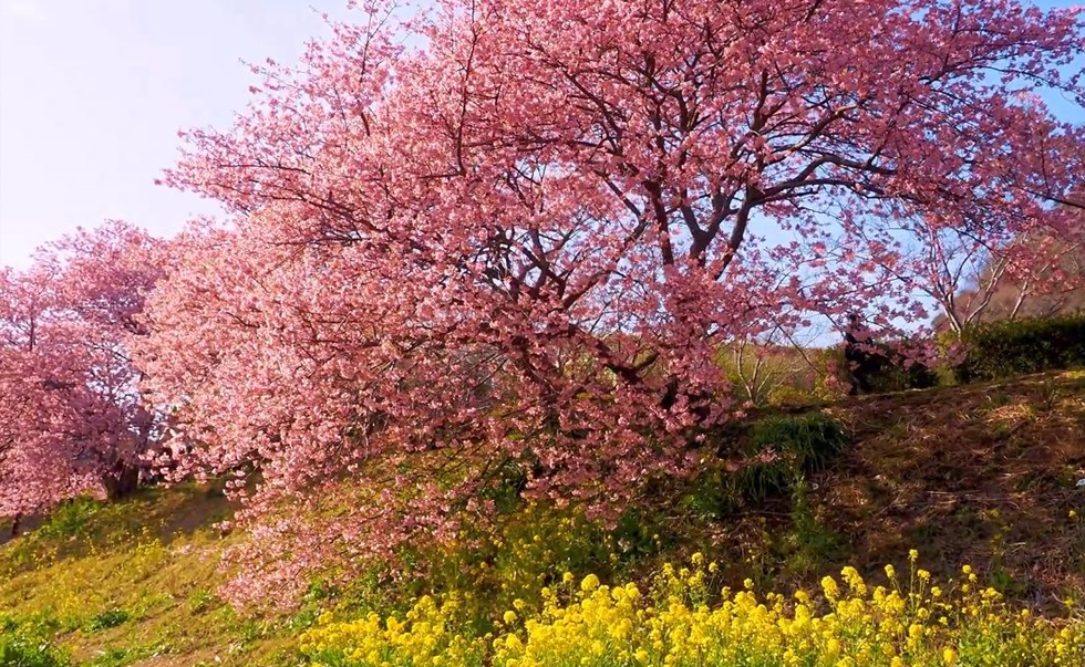 河津樱油菜花