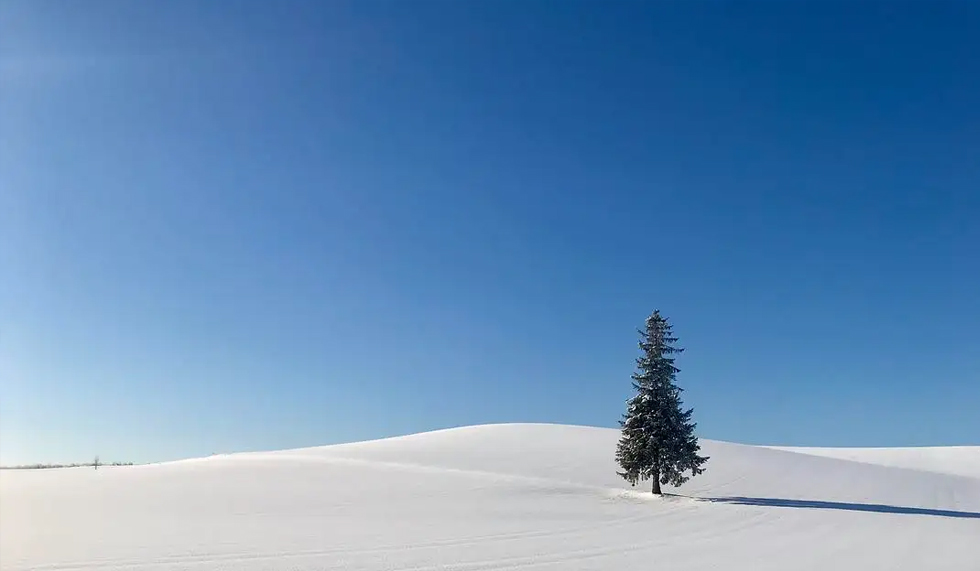 北海道圣诞树