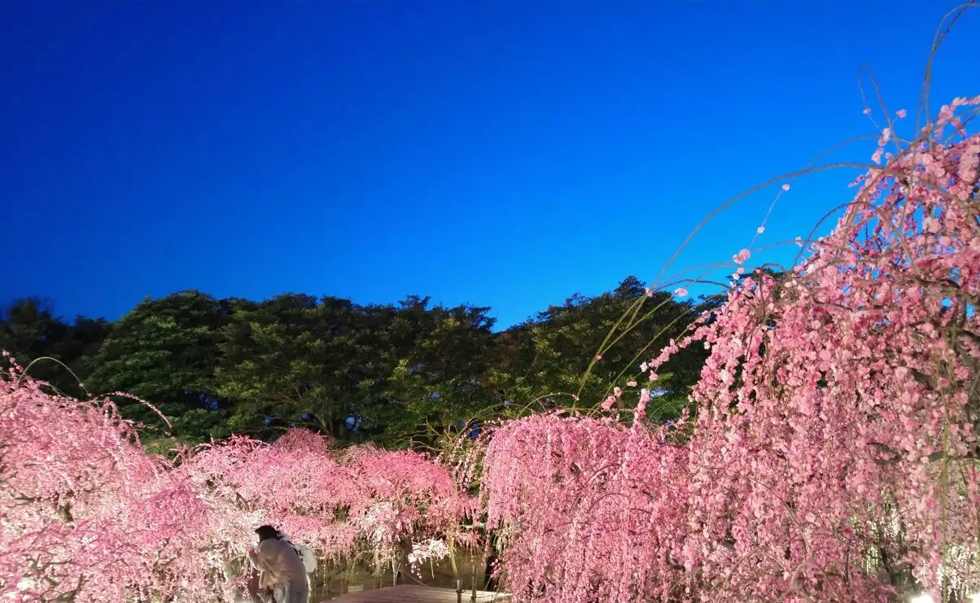 长岛名花之里2