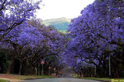 Jacaranda