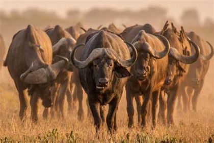 Kruger National Park22223