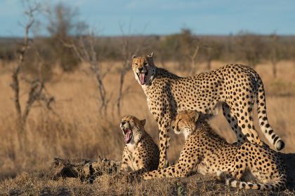 Kruger National Park4566